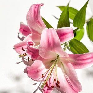 百合花装饰新风尚 10朵精选，点亮生活美学