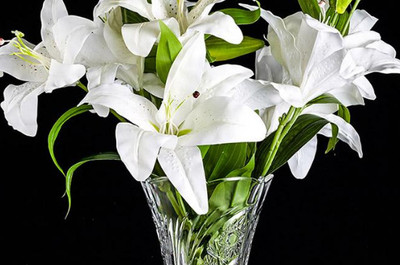 水养百合去蕊之谜 保鲜、美观与健康的艺术