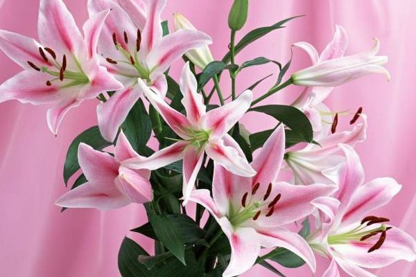 百合花语与家居装饰艺术