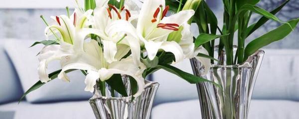 优雅绽放 百合花修剪与瓶插装饰全指南