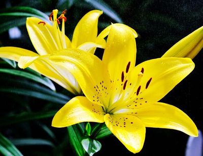 月花花艺推荐 5种百合装饰，为感恩节献上真挚祝福